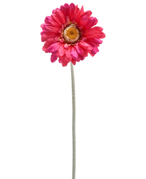 Een enkele Kunstbloem Gerbera 53 cm bordeaux met een lange groene steel, geïsoleerd op een witte achtergrond.