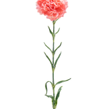 De Kunstbloem Anjer 68 cm zalm roze is een enkele kunstanjer met ruches van zalmroze bloemblaadjes, een lange groene steel en verschillende groene bladeren, geïsoleerd op een witte achtergrond.