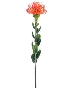 Een enkele Kunstbloem Mini Protea 61 cm oranje met een piekerige oranje bloem en groene bladeren tegen een effen witte achtergrond.