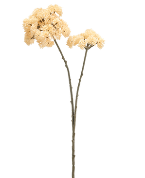 Twee hoge Kunstbloem Sedums van 70 cm met cremekleurige stelen met groenbruine stengels en trossen cremekleurige, stekelige pomponbloemen worden getoond tegen een effen witte achtergrond.