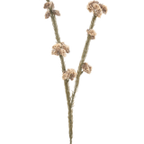 De Kunstbloem Ozothamnus diosmifolius 57 cm creme/bruin heeft een enkele gedroogde stengel met twee takken, elk met clusters van kleine, ronde, beige en bruine stekelige bloemen tegen een effen witte achtergrond.