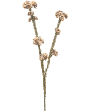 De Kunstbloem Ozothamnus diosmifolius 57 cm creme/bruin heeft een enkele gedroogde stengel met twee takken, elk met clusters van kleine, ronde, beige en bruine stekelige bloemen tegen een effen witte achtergrond.