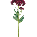 Een enkele Kunstbloem Sedum 57 cm paars heeft een lange groene stengel met trosjes kleine donkerpaarse bloemen en groene bladeren, geïsoleerd op een witte achtergrond.
