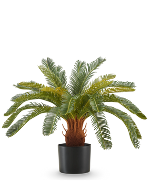 De Kunstplant Cycas UV 60 cm heeft lange, gebogen groene bladeren en een dikke, bruine stam met textuur in een zwarte pot, tegen een witte achtergrond.