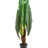 Een hoge kunstplant Anthurium van 120 cm met grote, glanzend groene bladeren en een bruine stam met een structuur, gepresenteerd in een kleine zwarte pot tegen een witte achtergrond.