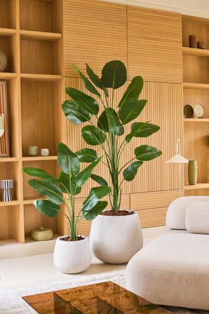 Twee grote tropische potplanten met brede groene bladeren, waaronder de Kunstplant Strelitzia 210 cm real touch, staan op een lichte vloer voor een houten rek in een moderne, minimalistische woonkamer die is ingericht in neutrale tinten. Deze onderhoudsvriendelijke aanwinsten brengen levendig groen in de ruimte zonder dat ze extra verzorging nodig hebben.