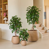 Drie kamerplanten in potten van verschillende afmetingen, waaronder de Kunstplant Ficus Groen 90 cm, staan opgesteld op een lichtgekleurde vloer bij een trap, met houten planken en woonaccessoires op de achtergrond – een ideale opstelling van kantoorplanten voor elke moderne werkruimte.