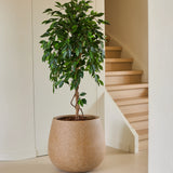 Een Kunstplant Ficus Groen van 150 cm, met zijn glanzende groene bladeren, staat op een lichte vloer naast een houten trap en crèmekleurige muren in een moderne, minimalistische woning. Deze stijlvolle kunstficus voegt een vleugje levendig groen toe aan het verfijnde interieur.