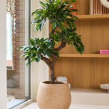 Een Kunstplant Ficus Crazy van 120 cm met weelderig groen blad staat binnenshuis bij een raam, naast houten planken met decoratieve voorwerpen en kleurrijke sierpotten. Te midden van deze opstelling geeft deze unieke gekleurde plant de gezellige sfeer een extra vleugje charme.