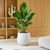 Een grote Kunstplant Strelitzia Real Touch Deluxe van 150 cm in een witte plantenbak staat op een lichte vloer in een moderne woonkamer met houten lambrisering, planken en een in neutrale tinten gehouden inrichting, en geeft deze verfijnde ruimte een elegante, levensechte uitstraling.