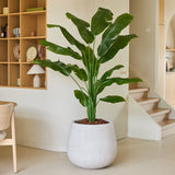 De Kunstplant Strelitzia Nicolai Deluxe 180 cm, met zijn brede groene bladeren, staat op een lichte vloer in een moderne, minimalistische woonruimte vlakbij de trap en een houten rek met decoratieve voorwerpen, en geeft de kamer een tropisch vakantiegevoel.