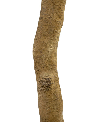 Een close-up van de Kunst Appelboom 240 cm toont de ruwe, bruine stam met getextureerde bast en een prominente knoest aan het oppervlak.