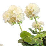De Kunst Geranium 40 cm wit heeft licht crèmekleurige bloemen met groene stelen en bladeren tegen een witte achtergrond - een prachtige aanvulling op elke kunstbloemencollectie.