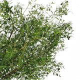 De Kunst olijfboom 270 cm met olijven heeft smalle groene bladeren en donkere olijven, waardoor het de perfecte kunstplant is om een elegante olijfboom binnen look in je ruimte te brengen.