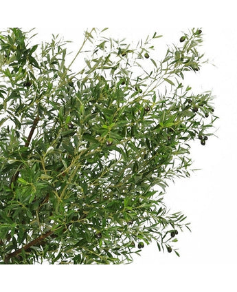 De Kunst olijfboom 270 cm met olijven heeft smalle groene bladeren en donkere olijven, waardoor het de perfecte kunstplant is om een elegante olijfboom binnen look in je ruimte te brengen.