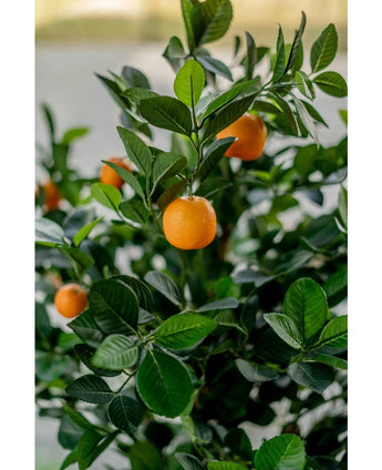 Een close-up van de Kunst sinaasappelboom 120 cm toont levendige oranje vruchten tussen glanzend groene bladeren, met een onscherpe achtergrond die de realistische, levendige uitstraling van de kunstboom benadrukt.