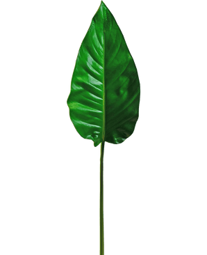Een enkel Kunstblad Alocasia 76cm kunstblad, levendig groen met prominente nerven en een glad oppervlak, bevestigd aan een lange, dunne steel, tegen een effen witte achtergrond.