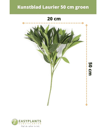 Kunstblad Laurier 50 cm groen kunstbloemen decor, 50 cm hoog en 20 cm breed, afgebeeld op witte achtergrond met afmetingen. Perfect voor elk interieur. Easyplants logo onderaan.
