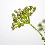 Close-up van de Kunstgras Prei Bloem Ui Graspot 60cm brandvertragend, met de groene steel en trosjes kleine lichtgroene bloemen tegen een effen witte achtergrond, met de focus op het bovenste gedeelte om de delicate details te benadrukken.
