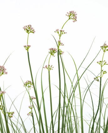 De Kunstgras Prei Bloem Uien Graspot 120cm heeft hoge, slanke groene stelen met trossen lichtroze bloemen en grasachtige bladeren. Deze kunstplant is brandvertragend en wordt geleverd in een strakke pot voor een natuurlijke uitstraling.