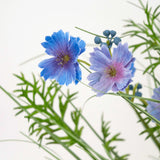 De Kunstgras paarse Gesang Bloem uiengraspot (56cm, brandvertragend) heeft delicate paarse bloemen met groene varenachtige bladeren en kleine ronde knoppen, tegen een effen witte achtergrond.