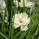 De Kunstgras witte Gesang Bloem uiengraspot (56cm, brandvertragend) heeft twee witte bloemen met gekartelde bloemblaadjes en een geel hart, te midden van realistisch groen gras en bladeren voor een weelderig effect.