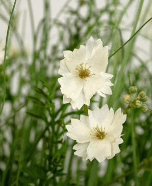 De brandvertragende Kunstgras witte Gesang Bloem uiengraspot 90cm heeft levensechte witte gelaagde bloemen met kleine knoppen, tussen dun groen gras en gebladerte voor een frisse, natuurlijke look.