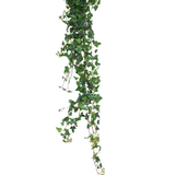 De Kunst hangplant Klimop Boston 180 cm groen heeft lange, hangende hartvormige bladeren in groen die prachtig afsteken tegen een witte achtergrond.