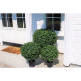 Drie Kunst Buxus op stam UV 40 cm ronde groene potstruiken staan bij de ingang van een wit huis met dubbele deuren en ramen, aangevuld met een bruine deurmat, terwijl het zonlicht schaduwen werpt op de muur en de grond.