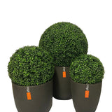 De Kunstplant Buxus romeinse stijl UV D40cm heeft drie kunstmatige, ronde vormsnoeiplanten met dicht groen gebladerte in matzwarte cilindrische potten, elk versierd met een klein oranje label. Weergegeven tegen een witte achtergrond.