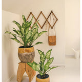 Twee Kunstplant Dieffenbachia UV 75 cm met bonte bladeren zitten in gele en stenen sierpotten - een op een houten krukje, een op de vloer. Achter hen hangt een bruine leren tas aan een houten accordeon wandrek in deze lichte, minimalistische ruimte.