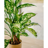 De Kunstplant Dieffenbachia UV 75 cm, met bonte witte en lichtgroene bladeren, staat in een stijlvolle plantenbak op een lichte houten tafel bij het raam, badend in zacht natuurlijk licht.