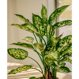 De Kunstplant Dieffenbachia UV 75 cm, met groene bladeren met lichtgele en witte patronen, staat in sierpotten op een zonovergoten tafel bij het raam.