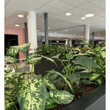 Een close-up van de Kunstplant Dieffenbachia UV 75 cm in moderne potten, geplaatst in een kantoorruimte met witte zuilen, plafondverlichting en een bleek plafond op de achtergrond.