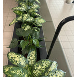 Een Kunstplant Dieffenbachia UV 75 cm met bonte groene bladeren staat in stijlvolle sierpotten naast een tegelvloer en zitbank in een lichte binnenruimte.