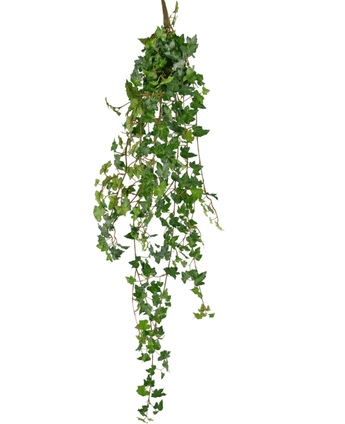 De Kunst hangplant Klimop deluxe 120 cm groen heeft groene, puntige bladeren en slepende stengels, waardoor het lijkt op een hangende klimopplant. De kunstklimop is geïsoleerd op een witte achtergrond.
