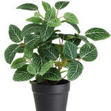 De Kunstplant Fittonia Groen-wit in Pot 25cm heeft weelderige groene bladeren met opvallende witte aderen en wordt geleverd in een eenvoudige zwarte pot, geïsoleerd afgebeeld op een witte achtergrond.