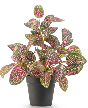De Kunstplant Fittonia Rood in Pot 25cm heeft ovale groene en roze bladeren met opvallende witte nerven, gepresenteerd in een eenvoudige zwarte bloempot tegen een witte achtergrond.