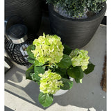 De Kunstplant Hortensia Groen UV 35 cm met lichtgroene bloemen staat op een zonnige patio naast een zwarte lantaarn en een grote plantenbak met bonte bladeren, die felle schaduwen werpt op de betonnen vloer.