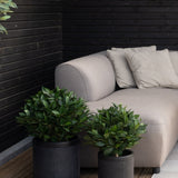 Twee Kunstplant Laurier UV d40 cm potplanten staan op een houten vloer naast een lichtgrijze bank met bijpassende kussens tegen een zwarte houten muur in een gezellige buitensetting.