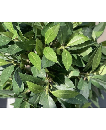 Een close-up van de Kunstplant Laurier UV d65 cm toont weelderige groene, puntige ovale bladeren met prominente nerven, terwijl het zonlicht zachte schaduwen werpt op het kunstmatige gebladerte.