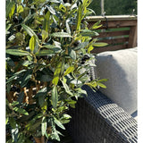De Kunst olijfboom UV 120 cm met groene bladeren en zwarte olijven staat naast een grijze rieten buitenbank op een zonnig terras met houten balustrade.