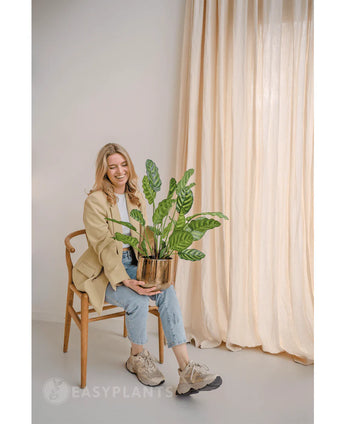 Een glimlachende vrouw zit op een houten stoel met de Kunstplant Calathea Makoyana 60 cm in een design pot. Ze draagt een beige blazer, een lichte spijkerbroek en gympen. Lichte gordijnen op de achtergrond versterken de minimale en lichte uitstraling van de kamer.