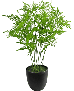 De Kunstplant Asparagus 59 cm heeft weelderige, delicate groene bladeren in een strakke zwarte pot, tegen een frisse witte achtergrond.