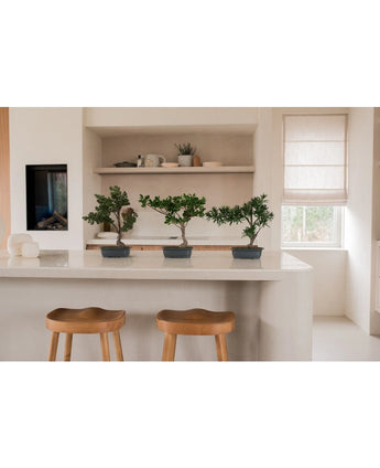 Drie Kunstplant Bonsai Ficussen van 40 cm in rechthoekige potten staan op een wit keukeneiland met twee houten krukjes. Planken met borden en planten, een raam en zachte verlichting maken de minimalistische inrichting compleet.