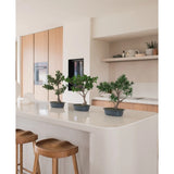 Een Kunstplant Bonsai Ficus 40 cm staat op een wit keukeneiland met twee houten krukjes, omringd door lichthouten kasten, witte werkbladen en planken met een minimaal decor.