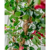 Close-up van de Kunstplant Bougainvillea Liana Fuchsia 115 cm, met weelderige groene bladeren, houtachtige ranken en levendige roze bloemen. De verstrengelde stengels en bladeren creëren een mediterrane sfeer in zacht natuurlijk licht.