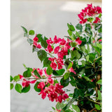 Een close-up van de levendige Kunstplant Bougainvillea Liana Fuchsia 115 cm met weelderig groene bladeren brengt een mediterrane sfeer naar elke ruimte, tegen een zacht vaag wandelpad en weg.