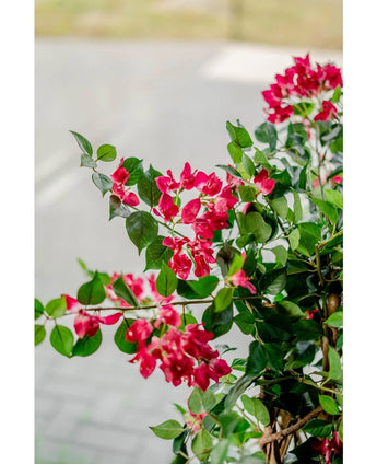 Een close-up van de levendige Kunstplant Bougainvillea Liana Fuchsia 115 cm met weelderig groene bladeren brengt een mediterrane sfeer naar elke ruimte, tegen een zacht vaag wandelpad en weg.