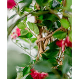 Close-up van groene bladeren en rode bloemen die rond een gedraaide bruine liaan kronkelen, waardoor een mediterrane sfeer ontstaat - ideaal voor het tonen van de Kunstplant Bougainvillea Liana Fuchsia 115 cm met zijn levensechte bloemen in soft focus.